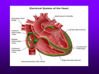Cardiac electrical system | PPTX