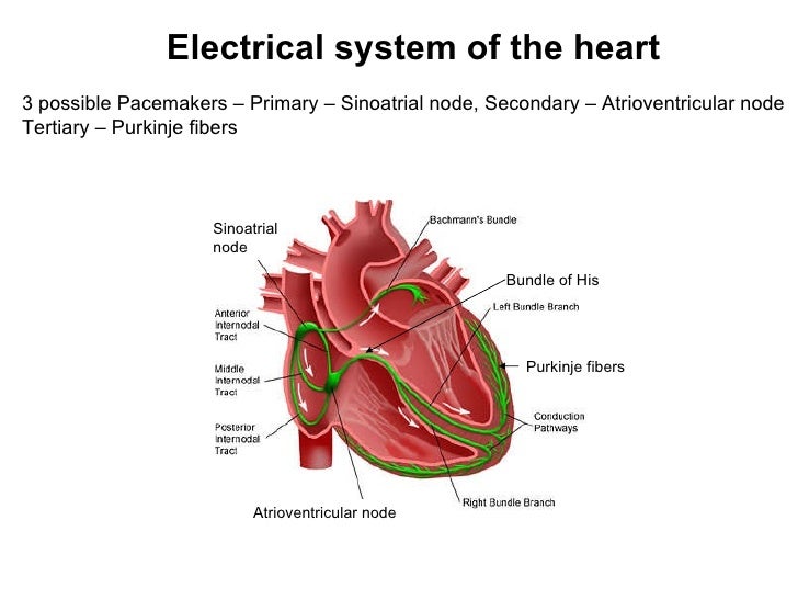 Cardiac electrophysiology part ii lecture 4