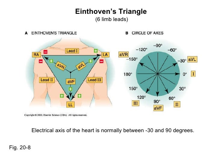 Cardiac electrophysiology part ii lecture 4