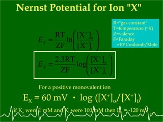 Nernst Potential for Ion "X" if K o  were 1 mM and K i  were 100 mM then E K  = -120 mV For a positive monovalent ion R="gas constant" T=temperature ( o  K) Z=valence F=Faraday  10 5  Coulomb/Mole E X  = 60 mV log ([X + ] o /[X + ] i ) . 