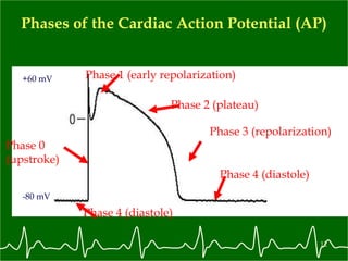 Phases of the Cardiac Action Potential (AP) -80 mV +60 mV Phase 0 (upstroke) Phase 2 (plateau) Phase 1 (early repolarization) Phase 4 (diastole) Phase 4 (diastole) Phase 3 (repolarization) 