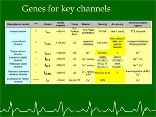 Genes for key channels 