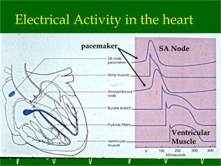 Electrical Activity in the heart SA Node Ventricular Muscle pacemaker 