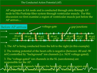 The Conducted Action Potential (AP) AP originates in SA node and is conducted through atria through AV node to His-Purkinje fiber system through ventricular muscle.  For this discussion we first examine a region of ventricular muscle just before the AP arrives....  Before AP arrives 1. The AP is being conducted from the left to the right (in this example) 3. The "voltage-gated" ion channels in the SL (sarcolemma) are responsible for the AP.  voltage-gate 4.  Gap junction channels between the heart cells are always open and permit the AP to be conducted from cell to cell.  Current can flow. gap junctions cell A  cell B  cell C  cell D  cell E  cell F  cell G  2. The resting potential of the heart cells is negative (between -80 and -90  mV) controlled by "background" ion channels (i.e. NOT voltage-gated). -90 mV -90 mV -90 mV -90 mV -90 mV -90 mV -90 mV 
