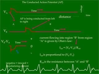 The Conducted Action Potential (AP) AP is being conducted from left to right  B A negative = inward =  depolarizing current distance time voltage V A Time V B Time V B -V A 0 + - Time current flowing into region "B" from region "A" is given by Ohm's law: I AB  = (V B -V A )/R AB I AB  is proportional to (V B -V A ) R AB  is the resistance between "A" and "B" 