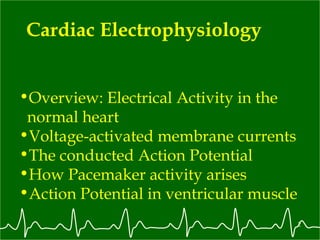 Cardiac Electrophysiology Overview: Electrical Activity in the  normal heart Voltage-activated membrane currents The conducted Action Potential How Pacemaker activity arises Action Potential in ventricular muscle 