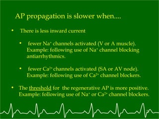 AP propagation is slower when....  There is less inward current fewer Na +  channels activated (V or A muscle).  Example: following use of Na +  channel blocking antiarrhythmics. fewer Ca 2+  channels activated (SA or AV node).  Example: following use of Ca 2+  channel blockers.  The  threshold  for  the regenerative AP is more positive.  Example: following use of Na +  or Ca 2+  channel blockers.  