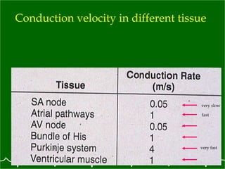 Conduction velocity in different tissue very slow fast very fast 