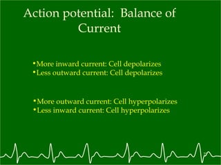 Action potential:  Balance of Current More inward current: Cell depolarizes Less outward current: Cell depolarizes More outward current: Cell hyperpolarizes Less inward current: Cell hyperpolarizes 