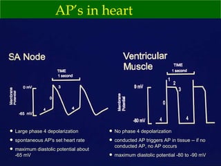 AP’s in heart No phase 4 depolarization conducted AP triggers AP in tissue -- if no conducted AP, no AP occurs maximum diastolic potential -80 to -90 mV Large phase 4 depolarization spontaneous AP's set heart rate maximum diastolic potential about -65 mV 