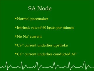 SA Node Normal pacemaker  Intrinsic rate of 60 beats per minute No Na +  current Ca 2+  current underlies upstroke Ca 2+  current underlies conducted AP 
