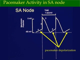 Pacemaker Activity in SA node pacemaker depolarization 