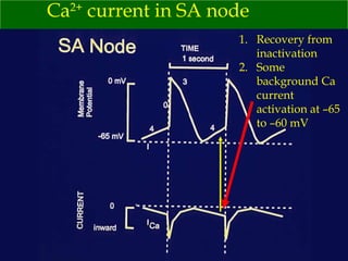 Ca 2+  current in SA node Recovery from inactivation Some background Ca current activation at –65 to –60 mV 
