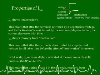 Properties of I Ca I Ca  shows "inactivation": This means that after the current is activated by a depolarized voltage, and the "activation" is maintained by the continued depolarization, the current decreases with time. I Ca  shows recovery from "inactivation": This means that after the current is de-activated by a repolarized voltage, it still takes time before the effect of "inactivation" is removed.  In SA node, I Ca  remains slightly activated at the maximum diastolic potential (MDP) of -65 mV: This means that during phase 4 in the SA node, recovery from inactivation produces a growing inward current!  voltage current inactivation (recovery from inactivation) activation ( de activation) 