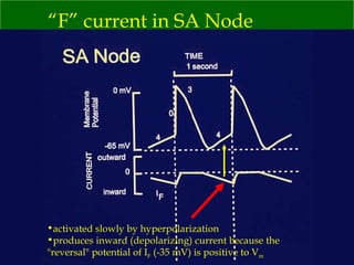“ F” current in SA Node activated slowly by hyperpolarization produces inward (depolarizing) current because the "reversal" potential of I F  (-35 mV) is positive to V m 