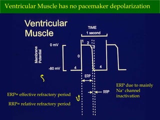 Ventricular Muscle has no pacemaker depolarization RRP= relative refractory period ERP= effective refractory period ERP due to mainly Na +  channel inactivation 