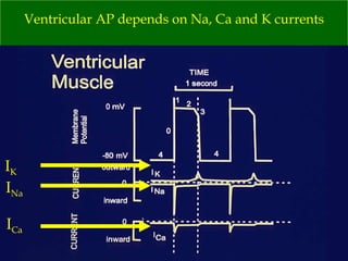 Ventricular AP depends on Na, Ca and K currents I Na I Ca I K 