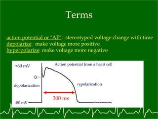 Terms action potential or "AP" :  stereotyped voltage change with time depolarize :  make voltage more positive hyperpolarize : make voltage more negative depolarization repolarization Action potential from a heart cell -80 mV +60 mV 300 ms 