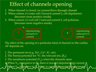 Effect of channels opening 1.  When channel is closed, no current flows through channel  2.  When cations (+) enter cell ("inward current"), cell depolarizes  (becomes more positive inside) The effect of the opening of a particular kind of channel on the cardiac AP depends on: 1. The permeant ion (e.g. Na + , Ca 2+ , K + , etc)  2. The Nernst potential for "X", the relevant ion, (E X ) 3. The membrane potential (V M ) when the channels open 4. When V M  is negative to E X , there is inward (depolarizing) current  4. When V M  is positive to E X , there is outward (repolarizing) current  1.  When channel is closed, no current flows through channel  2.  When cations (+) enter cell ("inward current"), cell depolarizes  (becomes more positive inside) 3.  When cations (+) exit cell ("outward current"), cell polarizes  (becomes more negative inside) depolarizing inward (+)  current + repolarizing outward (+)  current + 