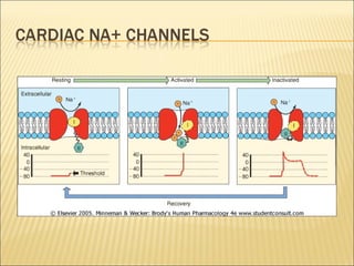 Pacemaker Depolarisation Cardiac electrophysiology and pharmacology - drdhriti | PPTX