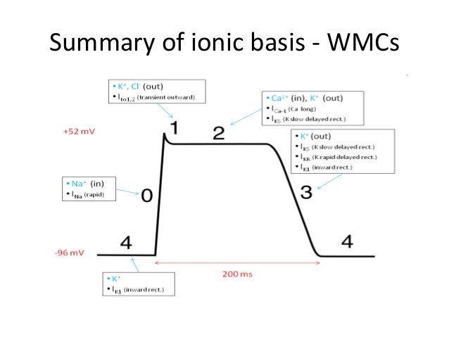 Cardiac electrophysiology and pharmacology - drdhriti