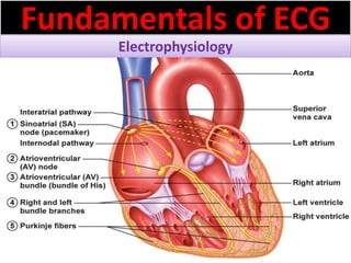 Fundamentals of ECG
Electrophysiology
 