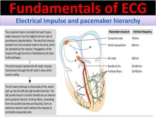 Fundamentals of ECG
Electrical impulse and pacemaker hierarchy
 