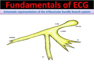 Fundamentals of ECG
Schematic representation of the trifascicular bundle branch system
 