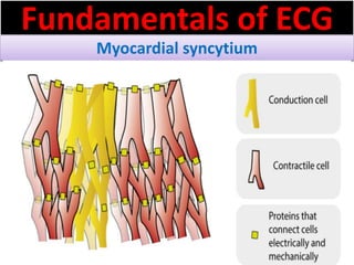 Fundamentals of ECG
Myocardial syncytium
 