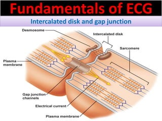 Fundamentals of ECG
Intercalated disk and gap junction
 