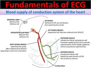 Fundamentals of ECG
Blood supply of conduction system of the heart
 