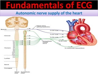 Fundamentals of ECG
Autonomic nerve supply of the heart
 