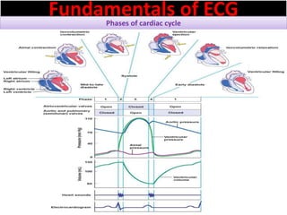 Fundamentals of ECGPhases of cardiac cycle
 