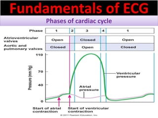 Fundamentals of ECG
Phases of cardiac cycle
 