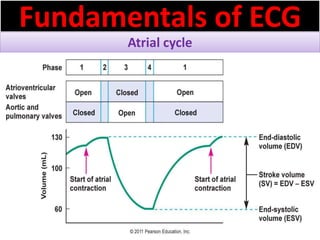 Fundamentals of ECG
Atrial cycle
 