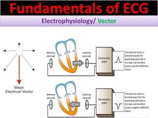 Fundamentals of ECG
Electrophysiology/ Vector
 
