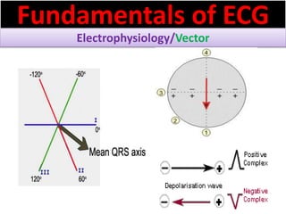 Fundamentals of ECG
Electrophysiology/Vector
 