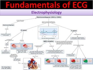 Fundamentals of ECG
Electrophysiology
 