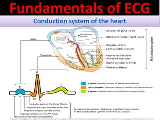 Fundamentals of ECG
Conduction system of the heart
 