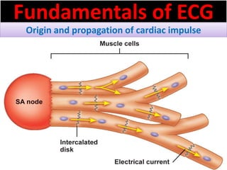 Fundamentals of ECG
Origin and propagation of cardiac impulse
 