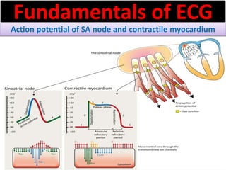 Fundamentals of ECG
Action potential of SA node and contractile myocardium
 