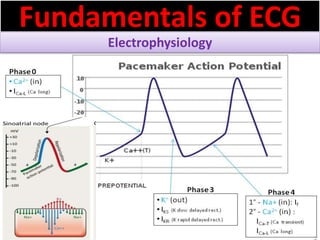 Fundamentals of ECG
Electrophysiology
 
