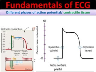 Fundamentals of ECG
Different phases of action potential/ contractile tissue
 