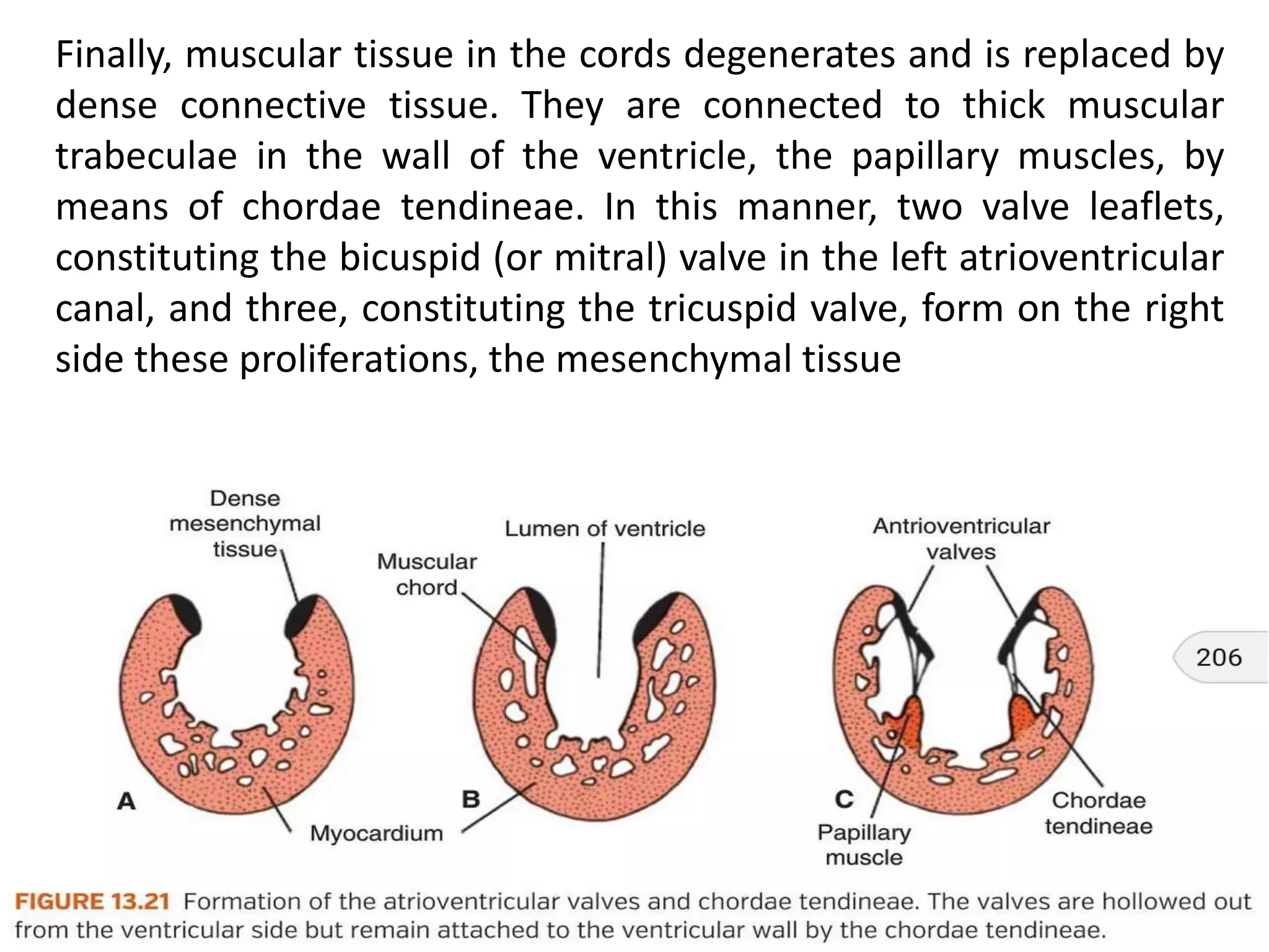 Cardiac embryology | PPTX