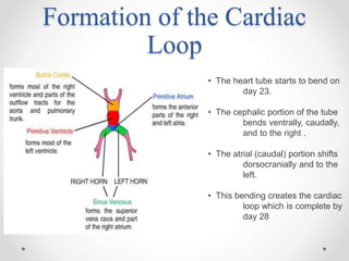 Cardiac Embryology basics.pptx