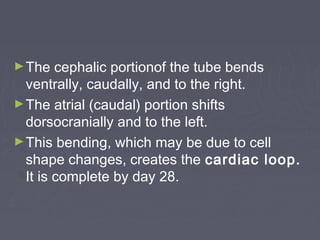 ► The   cephalic portionof the tube bends
  ventrally, caudally, and to the right.
► The atrial (caudal) portion shifts
  dorsocranially and to the left.
► This bending, which may be due to cell
  shape changes, creates the cardiac loop.
  It is complete by day 28.
 