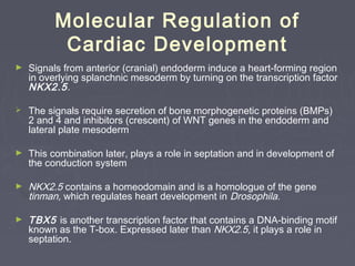 Molecular Regulation of
           Cardiac Development
►   Signals from anterior (cranial) endoderm induce a heart-forming region
    in overlying splanchnic mesoderm by turning on the transcription factor
    NKX2.5 .

   The signals require secretion of bone morphogenetic proteins (BMPs)
    2 and 4 and inhibitors (crescent) of WNT genes in the endoderm and
    lateral plate mesoderm

►   This combination later, plays a role in septation and in development of
    the conduction system

►   NKX2.5 contains a homeodomain and is a homologue of the gene
    tinman, which regulates heart development in Drosophila.

►   TBX5 is another transcription factor that contains a DNA-binding motif
    known as the T-box. Expressed later than NKX2.5, it plays a role in
    septation.
 