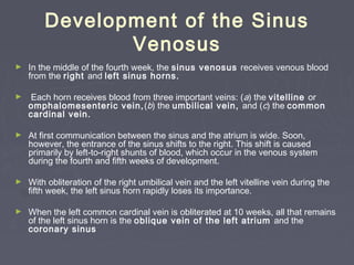 Development of the Sinus
               Venosus
►   In the middle of the fourth week, the sinus venosus receives venous blood
    from the right and left sinus horns.

►   Each horn receives blood from three important veins: (a) the vitelline or
    omphalomesenteric vein, (b) the umbilical vein, and (c) the common
    cardinal vein.

►   At first communication between the sinus and the atrium is wide. Soon,
    however, the entrance of the sinus shifts to the right. This shift is caused
    primarily by left-to-right shunts of blood, which occur in the venous system
    during the fourth and fifth weeks of development.

►   With obliteration of the right umbilical vein and the left vitelline vein during the
    fifth week, the left sinus horn rapidly loses its importance.

►   When the left common cardinal vein is obliterated at 10 weeks, all that remains
    of the left sinus horn is the oblique vein of the left atrium and the
    coronary sinus
 