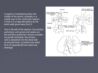 A septum is developing down the
middle of the atrium, probably in a
similar way to the ventricular septum
in that it is a ridge left behind as the
atrial walls grow away from it.

The to the left of the septum, the primary
pulmonary vein grows and seeks out
the primitive pulmonary venous complex.
As growth proceeds, the primary
vein is absorbed into the atrial wall
as showed here, to achieve the adult
form of separate left and right lung
drainage.
 