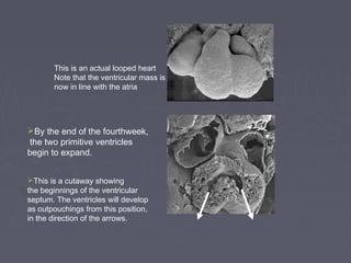 This is an actual looped heart
       Note that the ventricular mass is
       now in line with the atria




By the end of the fourthweek,
 the two primitive ventricles
begin to expand.


This is a cutaway showing
the beginnings of the ventricular
septum. The ventricles will develop
as outpouchings from this position,
in the direction of the arrows.
 